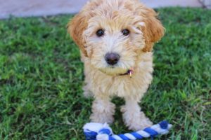 labradoodle breeders in australia