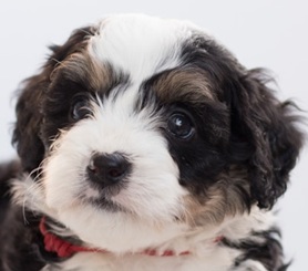bernedoodle facts