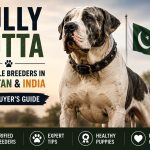 bully kutta breeders