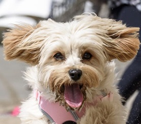 cavapoochon facts