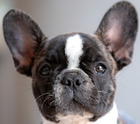french bulldog facts