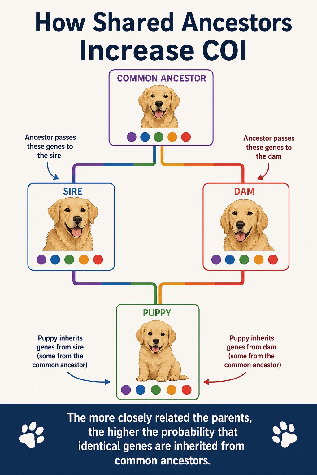 how shared ancestor increase COI