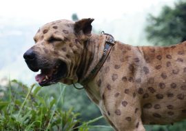 Bully Kutta Dog Breed Info | The Beast From the East