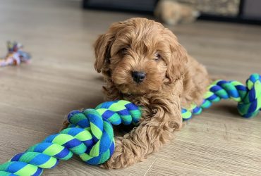 Cavoodle Puppies for Sale in NSW (Top 5 Breeders)