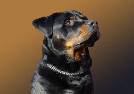 Rottweiler Names Ideas [Top 100 Picks for 2022]