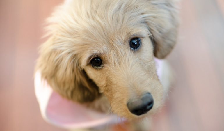Top 100+ Goldendoodle and Groodle Names for 2021