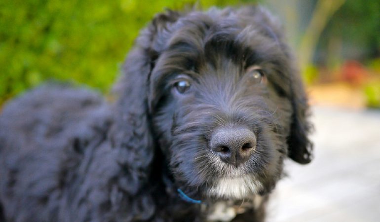 Standard Bernedoodle Breed Info | Pros, Cons, Health, and Diet