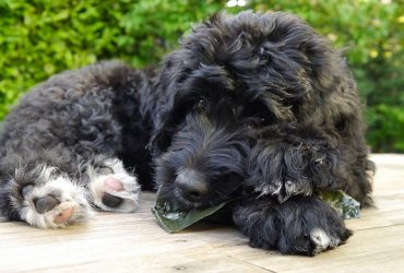 Top Bernedoodle Names in 2022 (180+ Names Ideas)