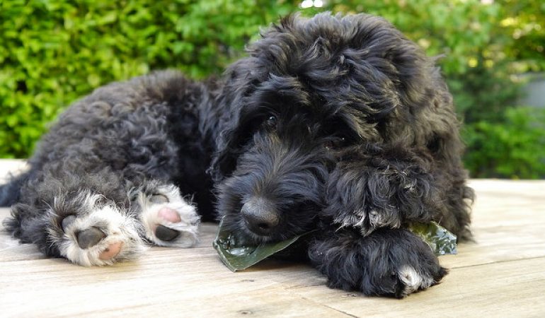 Top Bernedoodle Names in 2023 (180+ Names Ideas)