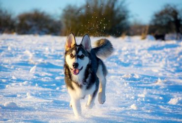 Utonagan Dog Breed Info – The Wonderful Mixture
