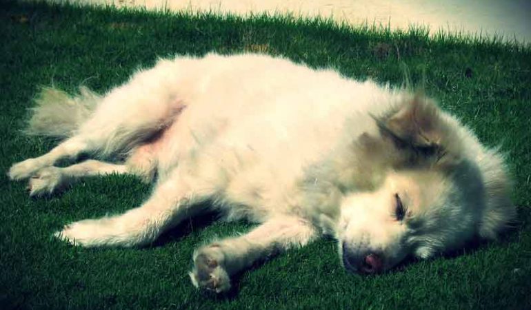 Most Popular Indian Dog Names For 2024 Updated The Dogs Journal