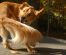 English Springer Spaniel Dog Breed Info