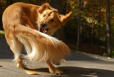 Why do Dogs Chase their Tails and how to Stop them