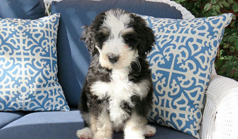 Bernedoodle Puppies | The Most Adorable Creatures