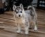 Canadian Eskimo Dog – One of the Best Sledding Breeds