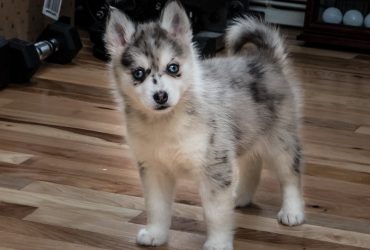 Facts You Need to Know About Full Grown Pomsky