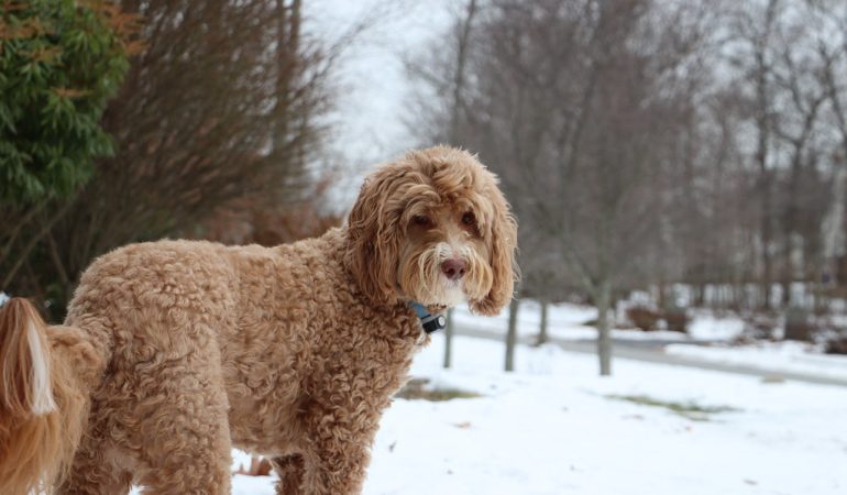 Top 5 Labradoodle breeders in New Hampshire [2024]