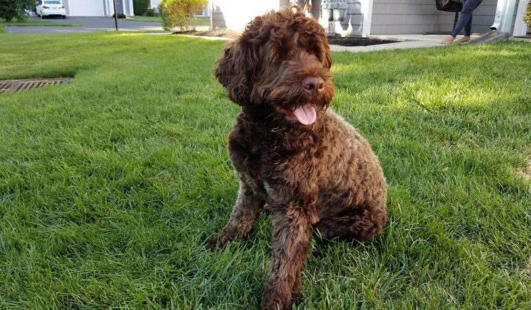 Portuguese Water Dog Breed Profile & Facts