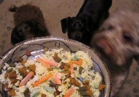Best Homemade Dog Food and Meals for Bernedoodles