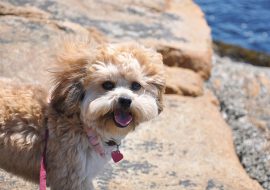 Shih Poo Dog Breed Info | Features, Traits, and Health