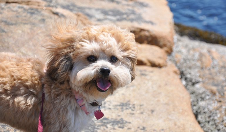 Shih Poo Dog Breed Info | Features, Cons, Pros, and Health