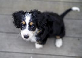 Best Bernedoodle breeders in California (Top 4 in 2021)