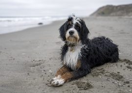 Best Bernedoodle Breeders in Indiana – Top 5 picks