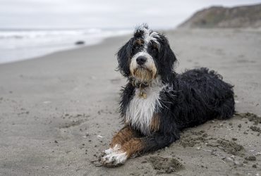 Best Bernedoodle Breeders in Indiana – Top 5 picks