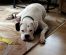 Samoyed Dog Breed Info