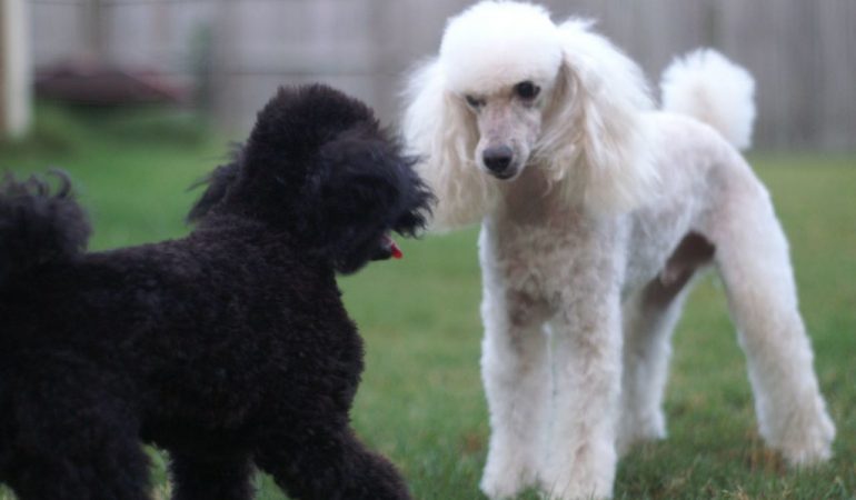 Moyen Poodle Dog Breed Info, Characteristics, & Facts