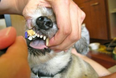 How to Brush Your Dog’s Teeth [Bonus: Homemade Toothpaste Recipe]