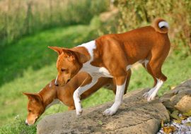 Basenji – 10 Unbelievable Facts About the Barkless Dog