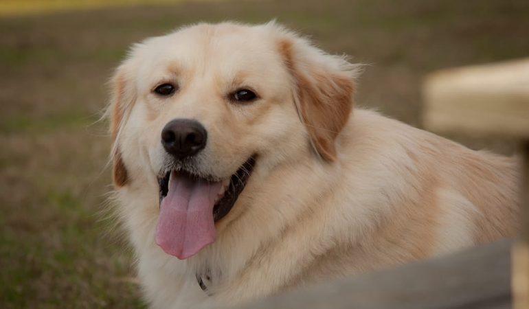 Golden Pyrenees Dog Breed Info