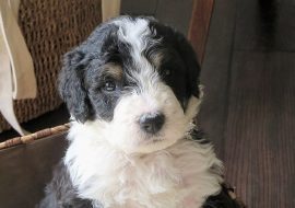Mini Bernedoodle – Complete Breed Guide for 2023