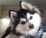 Shiba Inu Dog Breed Info – A Comprehensive Guide