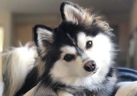 Pomsky Puppies for Sale – Top 17 Breeders for 2023