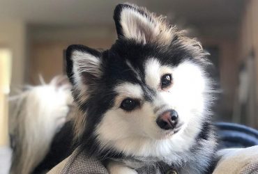 Pomsky Puppies for Sale – Top 17 Breeders for 2023