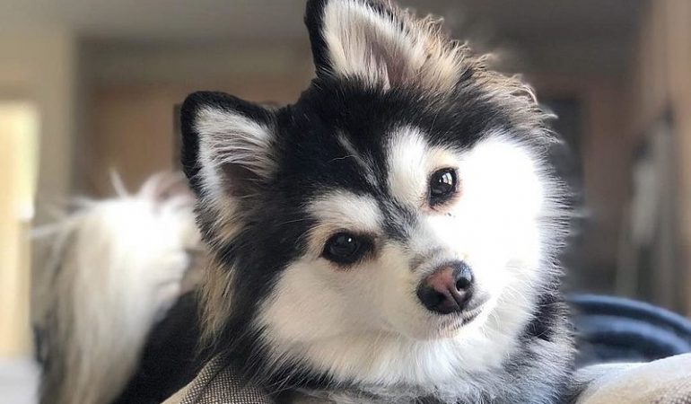 Pomsky Puppies for Sale – Top 18 Breeders for 2023
