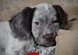 All About Sprocker Spaniel – Characteristics & Facts