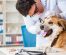 Therapy Dogs in Educational Settings: What do they do?
