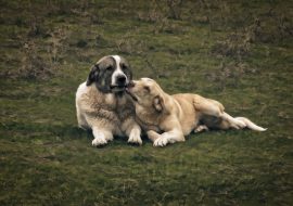 All about Anatolian Shepherd – Breed Characteristics and Features
