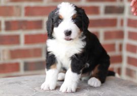 Most Recommended Bernedoodle Puppy Starter Kit (Updated List)