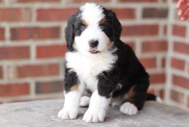 Bernedoodle Puppies for Sale in Texas [Top 6 Breeders]