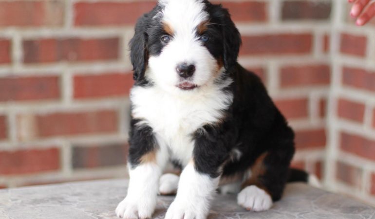 Bernedoodle Puppies for Sale in Texas [Top 6 Breeders]