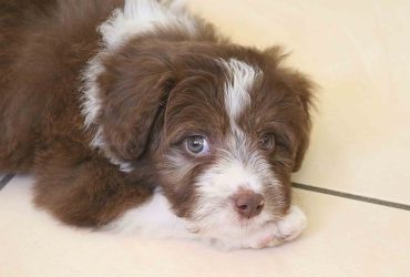 Bordoodle Puppies for Sale in Australia [Top 6 Breeders]