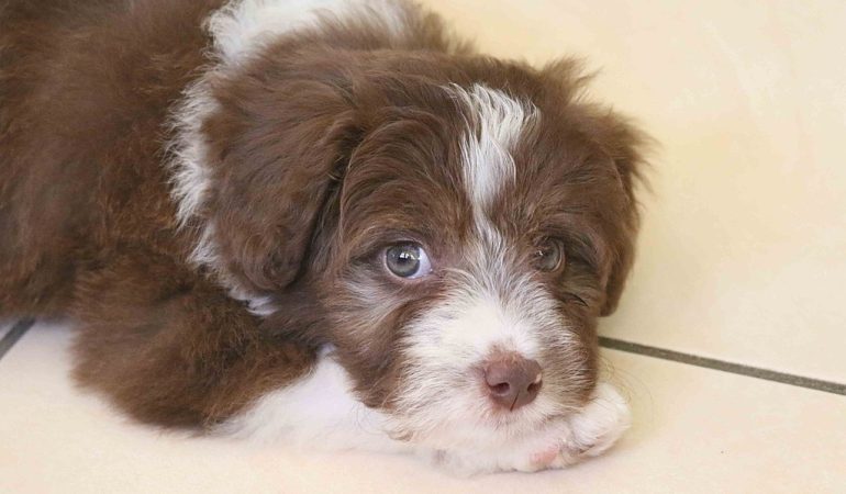 Bordoodle Puppies for Sale in Australia [Top 6 Breeders]