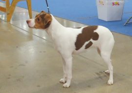 All About Brazilian Terrier – Everything about the breed