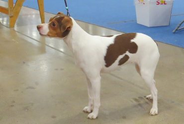 All About Brazilian Terrier – Everything about the breed