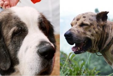 Bully Kutta vs Pyrenean Mastiff – A Quick Comparison