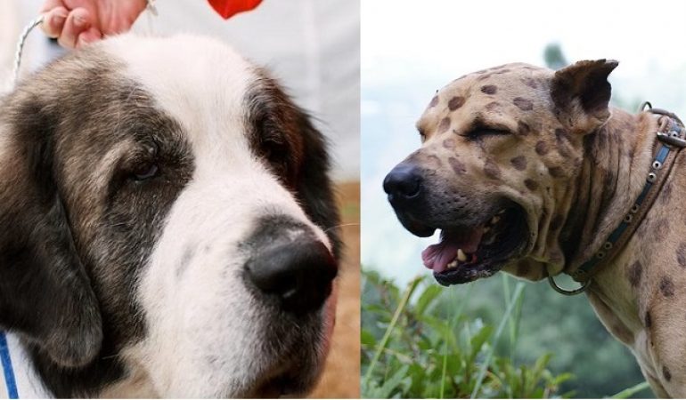 Bully Kutta vs Pyrenean Mastiff – A Quick Comparison
